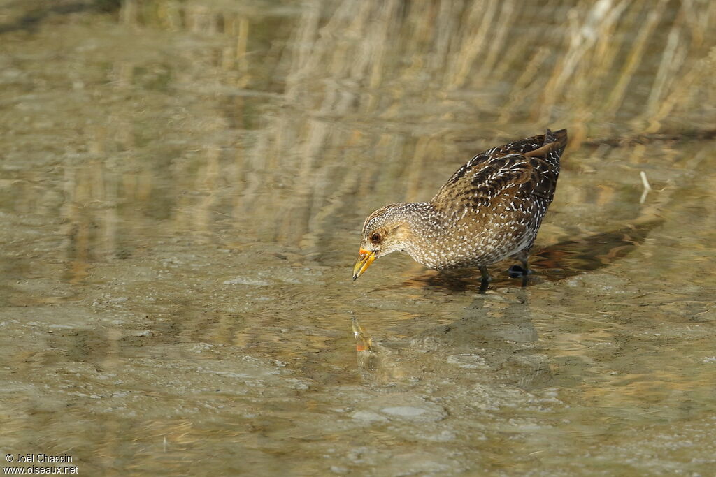 Marouette ponctuée, identification