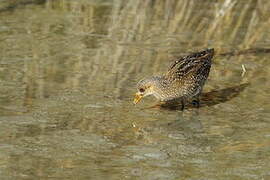 Spotted Crake