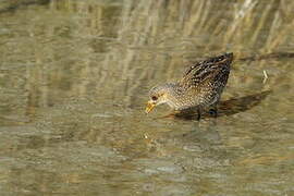 Spotted Crake