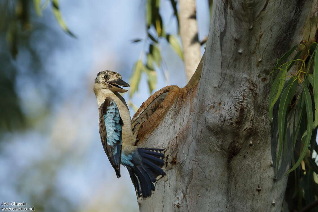 Martin-chasseur à ailes bleuesadulte, Comportement