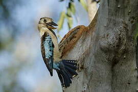 Blue-winged Kookaburra