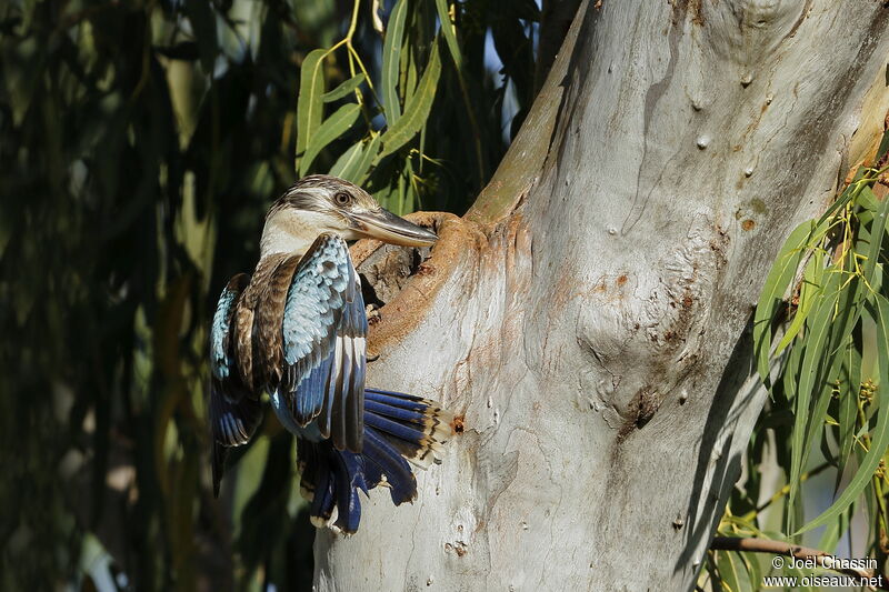 Blue-winged Kookaburra, identification