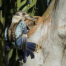 Martin-chasseur à ailes bleues