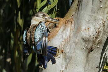 Martin-chasseur à ailes bleues