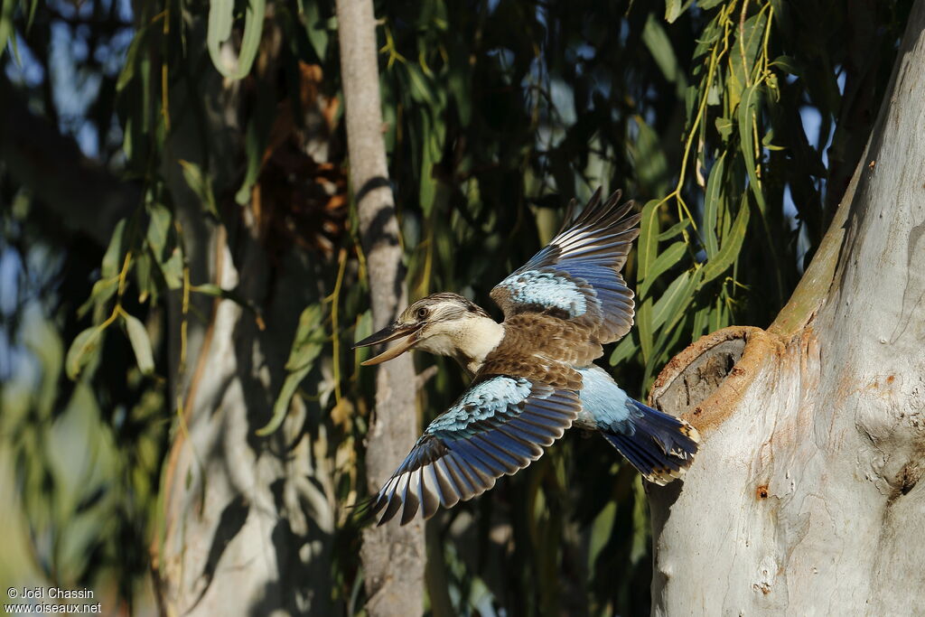 Martin-chasseur à ailes bleues, identification