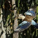 Martin-chasseur à ailes bleues