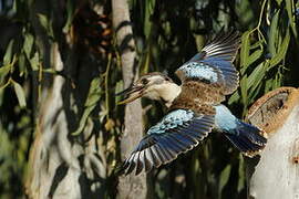 Blue-winged Kookaburra