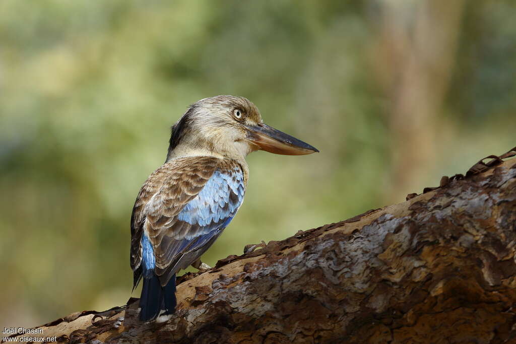 Martin-chasseur à ailes bleues, identification