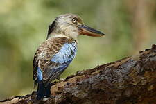 Martin-chasseur à ailes bleues