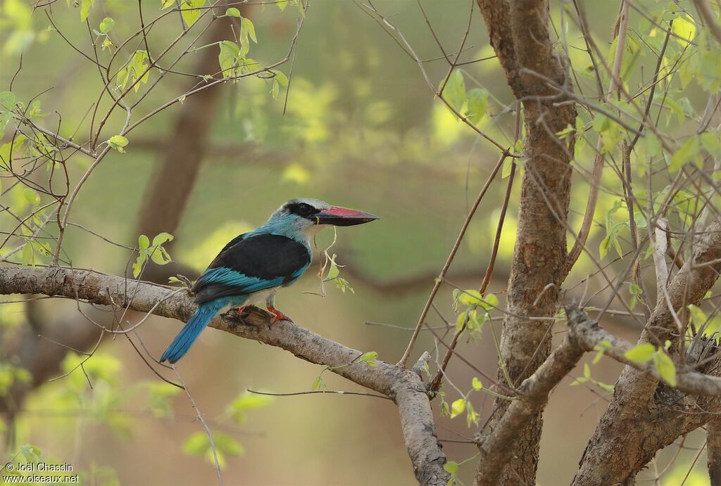 Martin-chasseur à poitrine bleue, identification