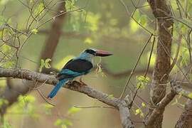 Blue-breasted Kingfisher