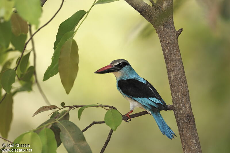 Blue-breasted Kingfisher, identification
