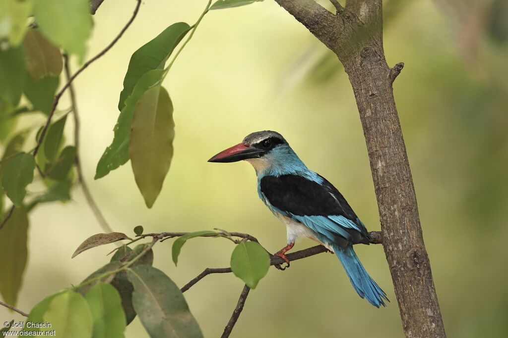 Martin-chasseur à poitrine bleue, identification