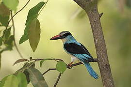 Blue-breasted Kingfisher