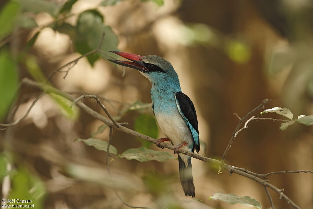 Martin-chasseur à poitrine bleue, identification