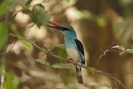 Blue-breasted Kingfisher