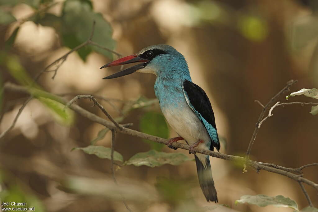 Blue-breasted Kingfisheradult, identification