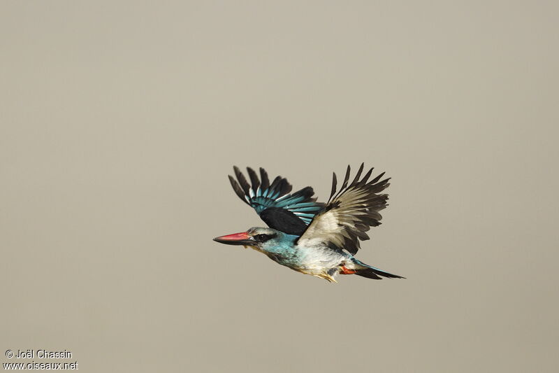 Blue-breasted Kingfisher, Flight