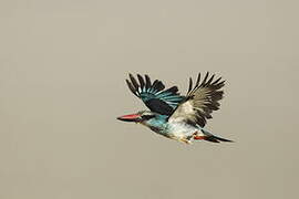 Blue-breasted Kingfisher