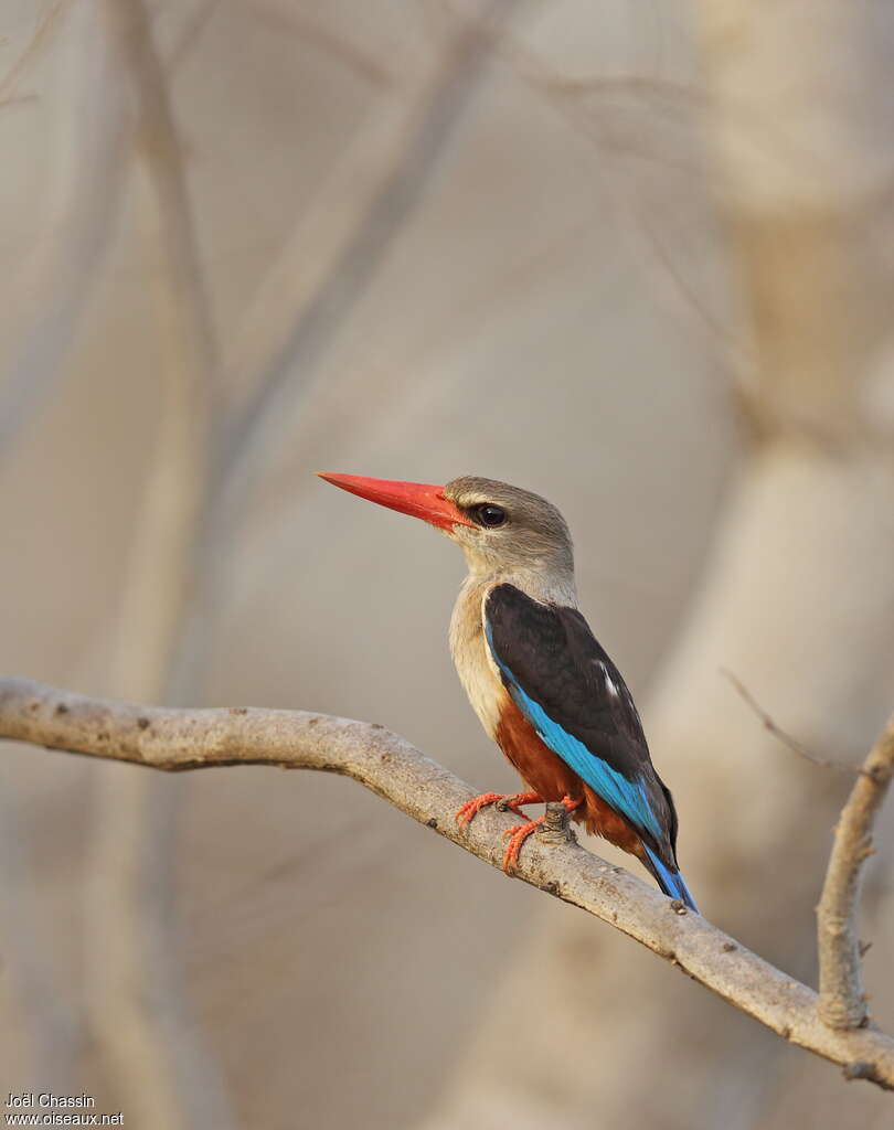 Grey-headed Kingfisheradult, identification