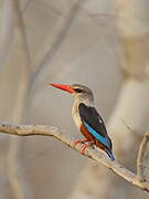 Grey-headed Kingfisher