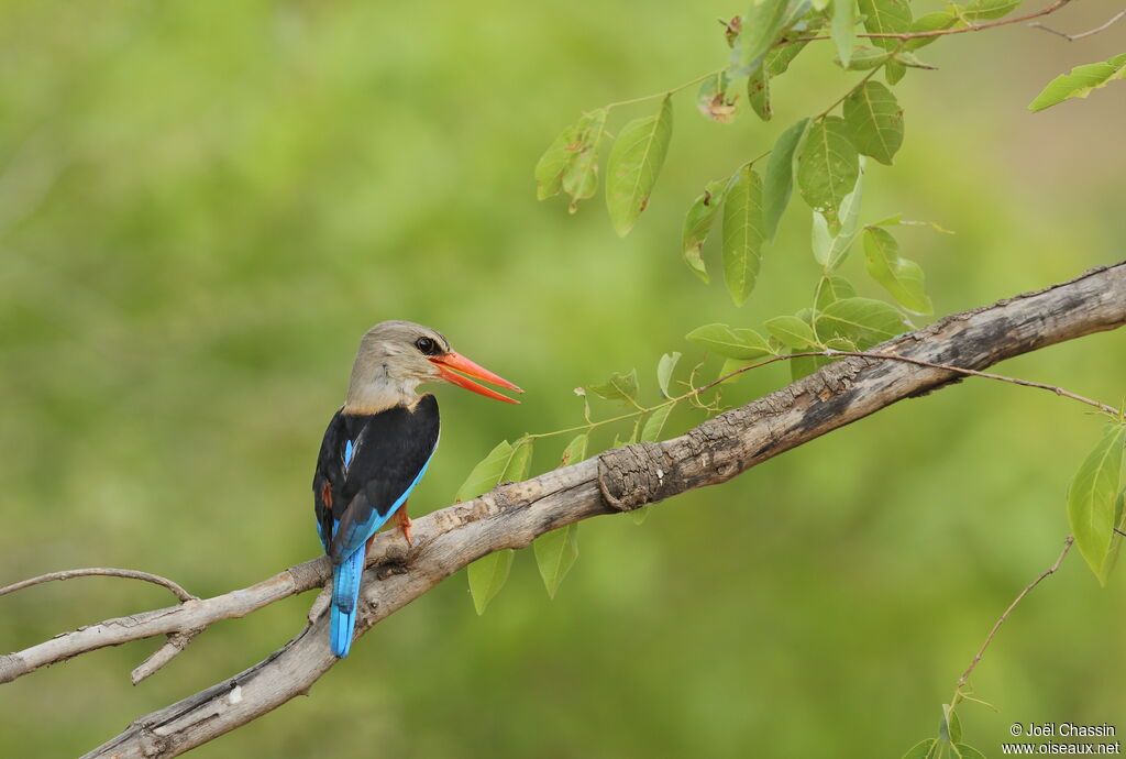 Grey-headed Kingfisher, identification