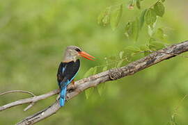 Grey-headed Kingfisher