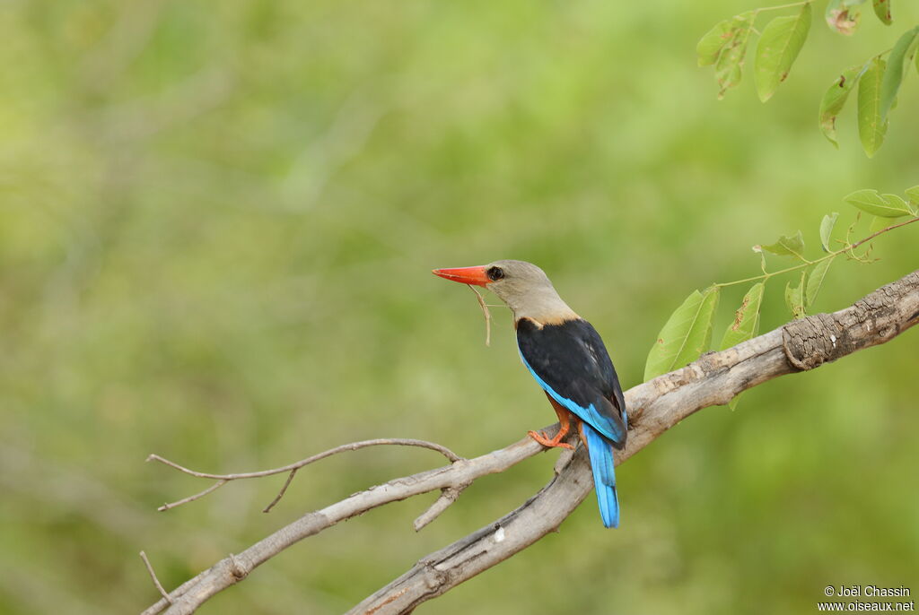 Grey-headed Kingfisher, identification