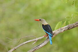 Grey-headed Kingfisher