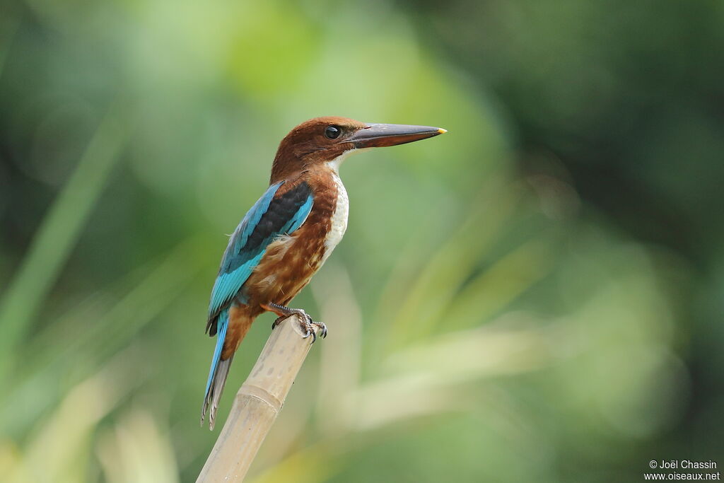 White-throated Kingfisher, identification