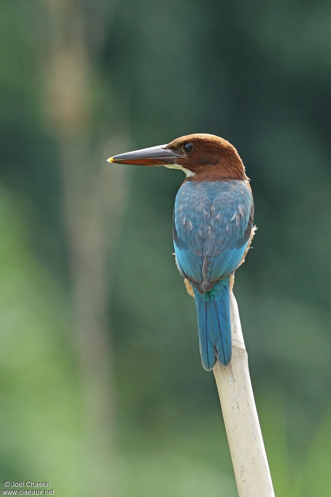 White-throated Kingfisher