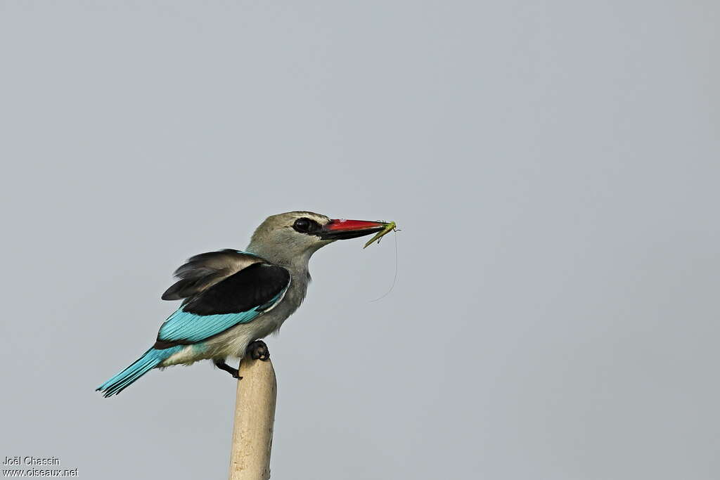 Woodland Kingfisheradult, identification, pigmentation, fishing/hunting