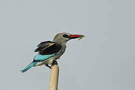 Woodland Kingfisher