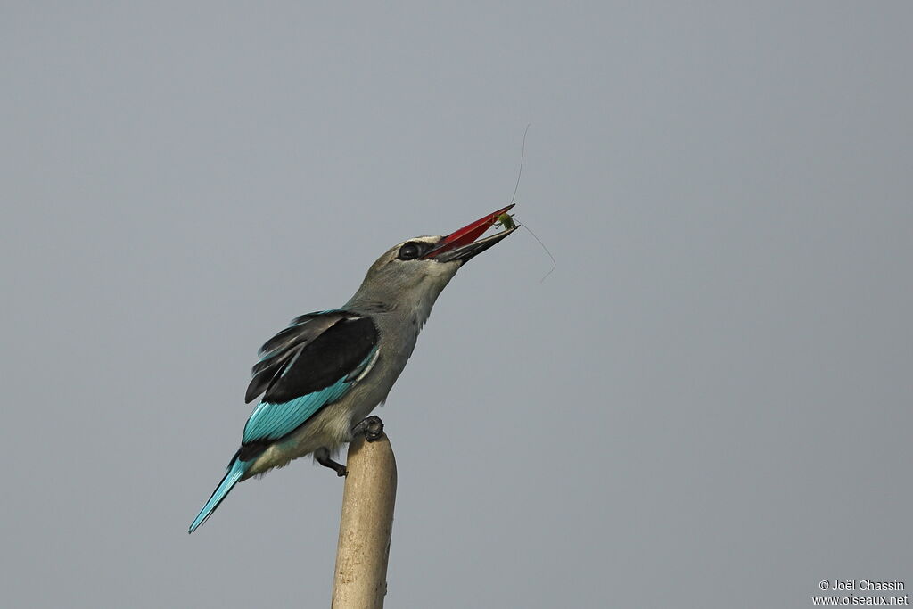 Martin-chasseur du Sénégal, identification, pêche/chasse