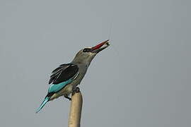 Woodland Kingfisher