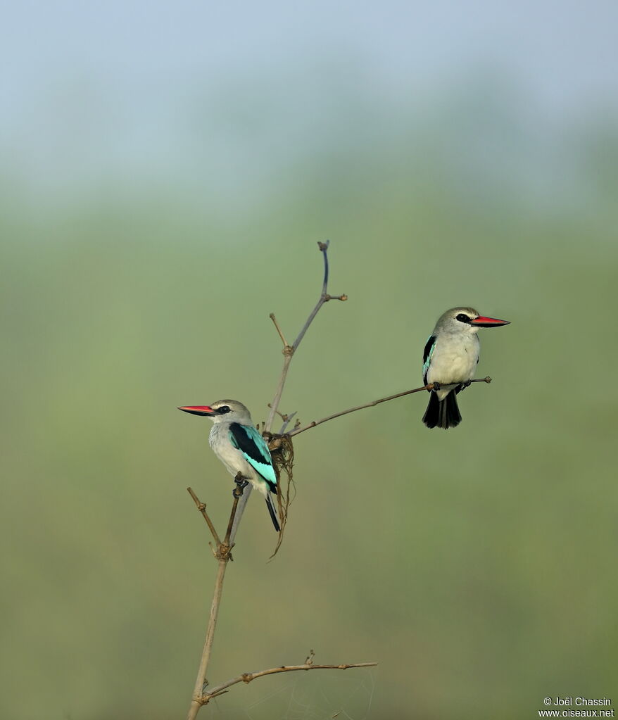 Martin-chasseur du Sénégal, identification