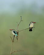 Woodland Kingfisher