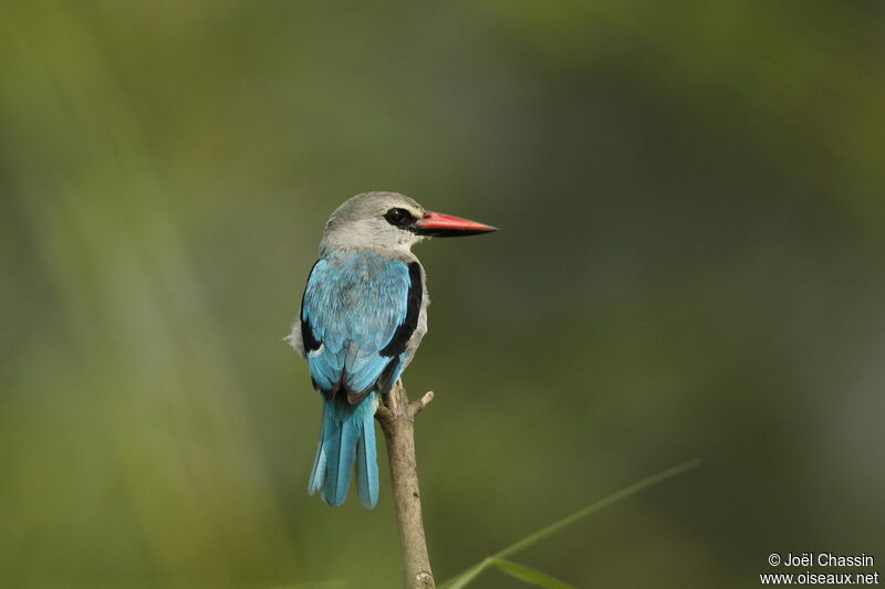 Woodland Kingfisher, identification