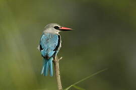 Woodland Kingfisher