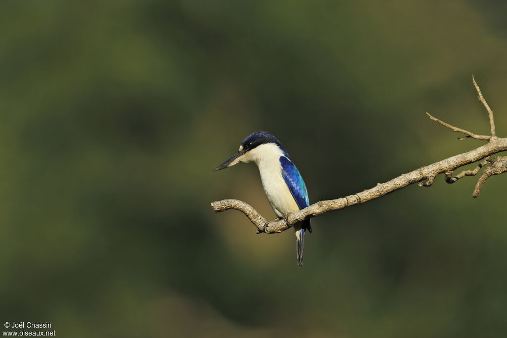 Forest Kingfisher, identification