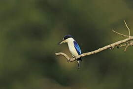 Forest Kingfisher