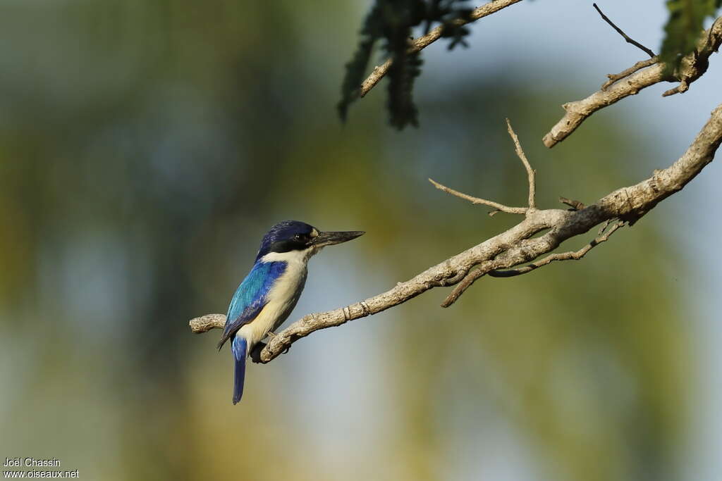 Forest Kingfisheradult, habitat