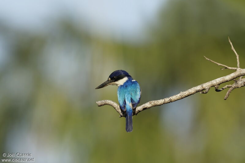 Forest Kingfisher, identification