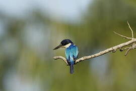 Forest Kingfisher