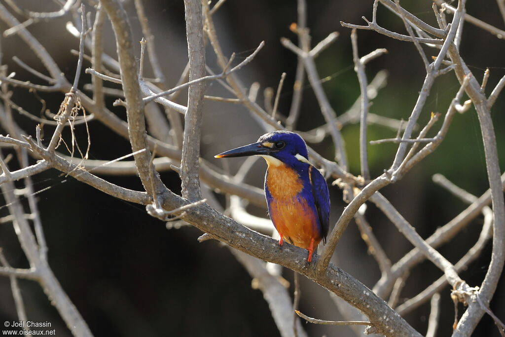 Azure Kingfisher, identification