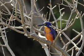 Azure Kingfisher