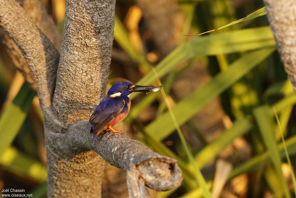 Azure Kingfisheradult, fishing/hunting