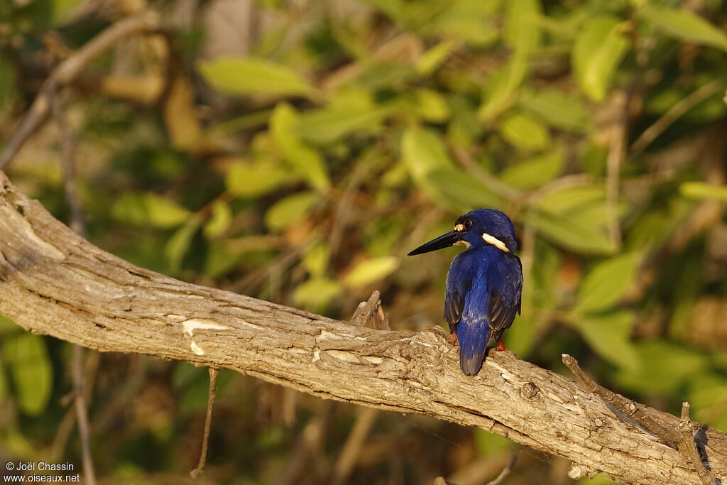 Martin-pêcheur à dos bleu, identification