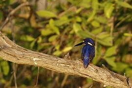 Azure Kingfisher