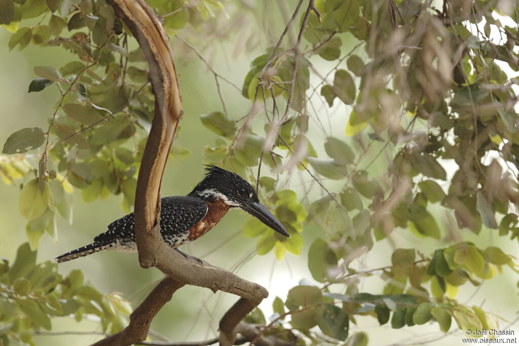 Giant Kingfisher, identification